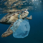 DESECHOS PLÁSTICOS EN EL OCEANO