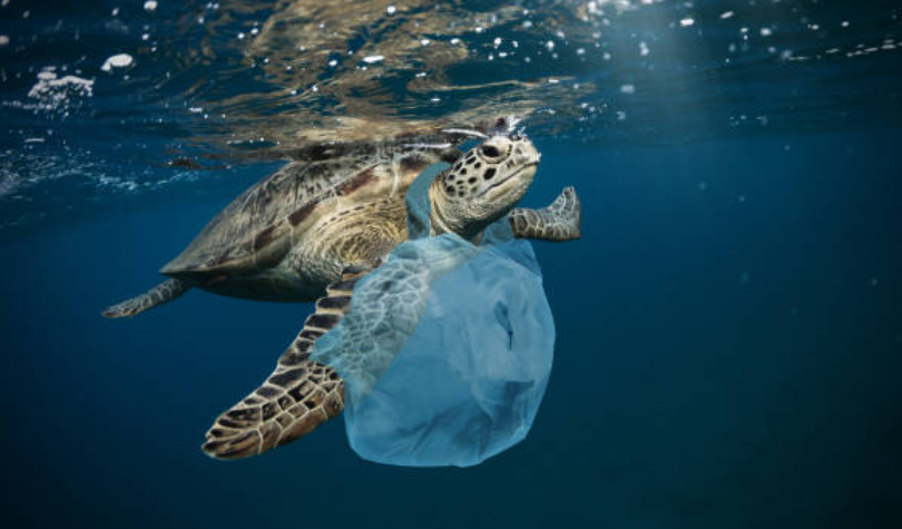 DESECHOS PLÁSTICOS EN EL OCEANO