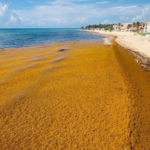 SARGAZO (Sargassum spp)