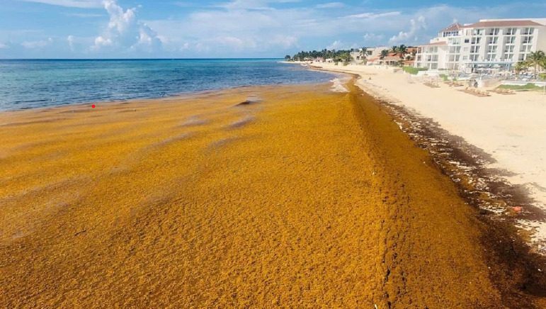 SARGAZO (Sargassum spp) – Caribbean Mermaid